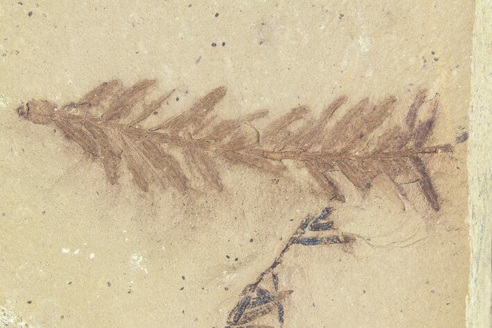Metasequoia (Dawn Redwood) Fossil - Montana #85798
